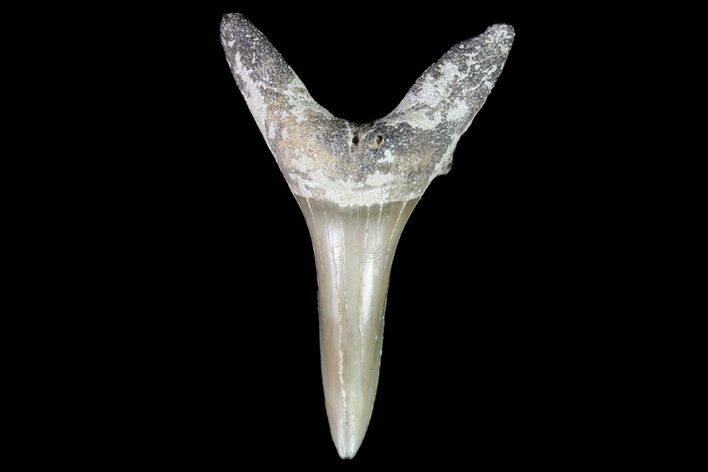 Large, Fossil Sand Tiger Shark Tooth - Georgia #74871